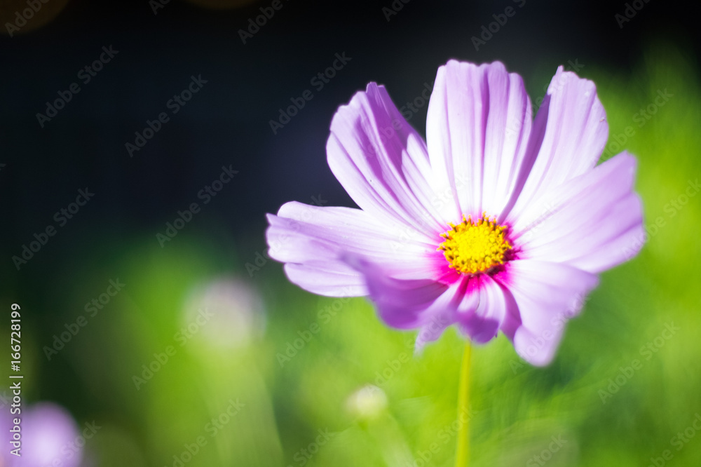 Pink Blossom of Cosmos Bipinnatus Flower with Shallow Depth-of-Field Pink Blossom of Cosmos Bipinnatus Flower with Shallow Depth-of-Field