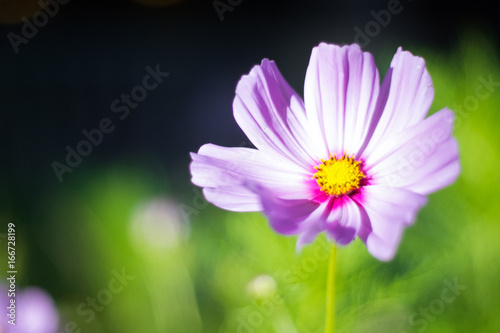 Pink Blossom of Cosmos Bipinnatus Flower with Shallow Depth-of-Field