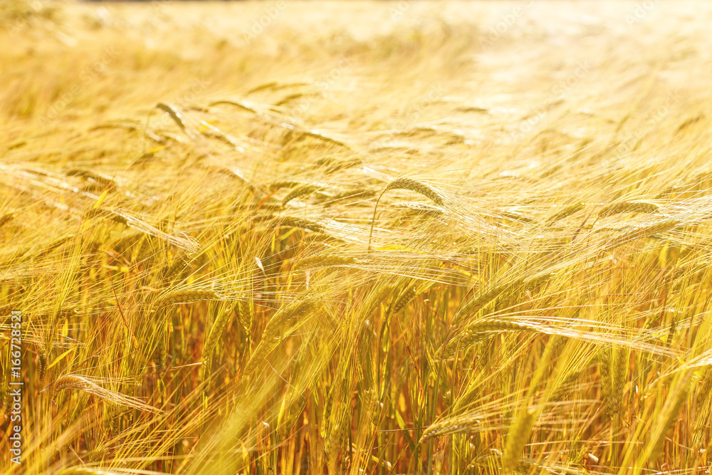 Wheat field. Nature Sunset Landscape. Wheat field. Nature Sunset Landscape.