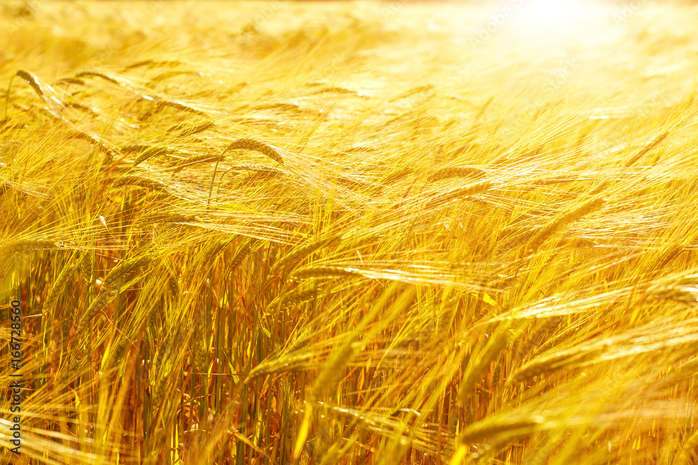 Wheat field. Nature Sunset Landscape. Wheat field. Nature Sunset Landscape.