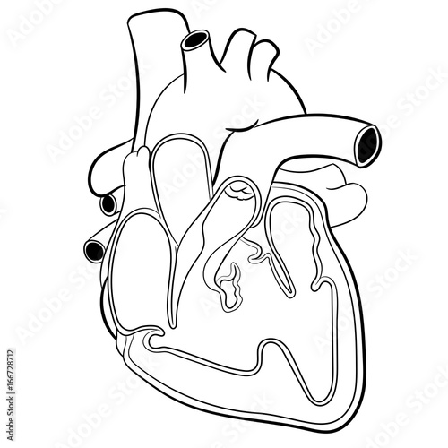 Heart Anatomy-Vector Illustration