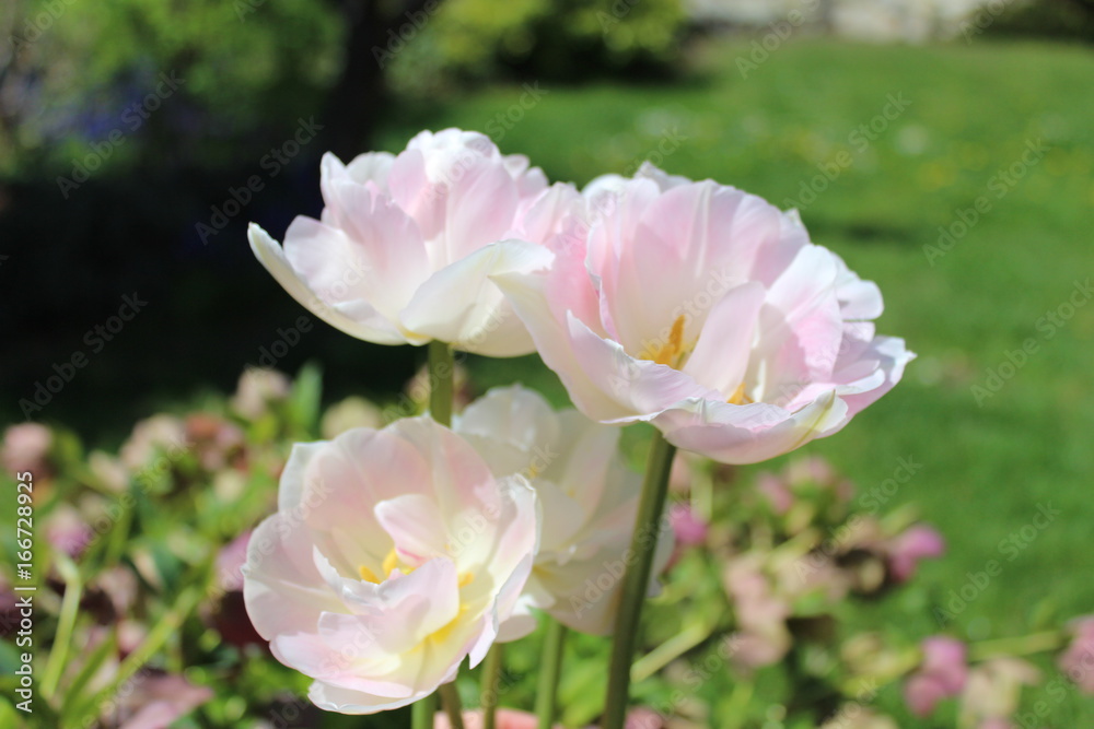 Fototapeta premium Zartrosa Tulpen