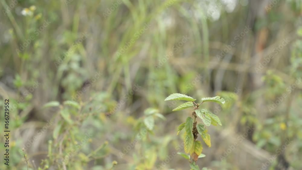 Close up, plant in marsh environment Close up, plant in marsh environment