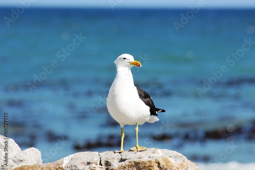 One Seagull standing on rock with blue ocean background facing camera.