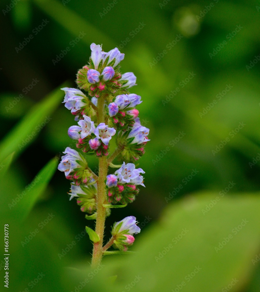 Isolated flowers in full splendor, echium strictum, Canary islands