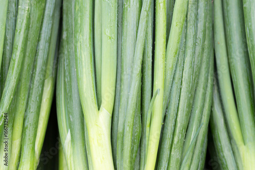 Green onion closeup
