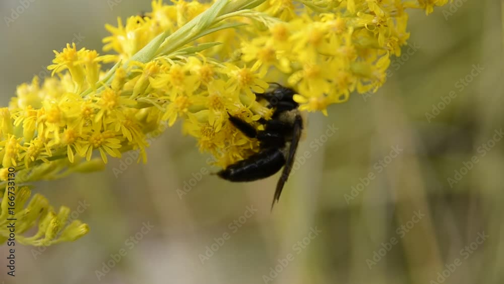 Bumble bee gathering nectar from flower, close up