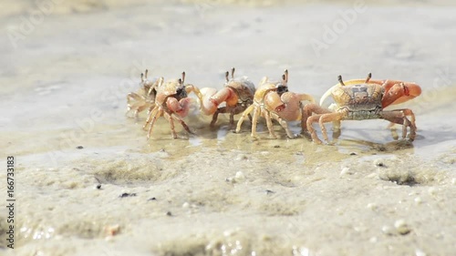 Tiny crabs stay on beach shore, close up