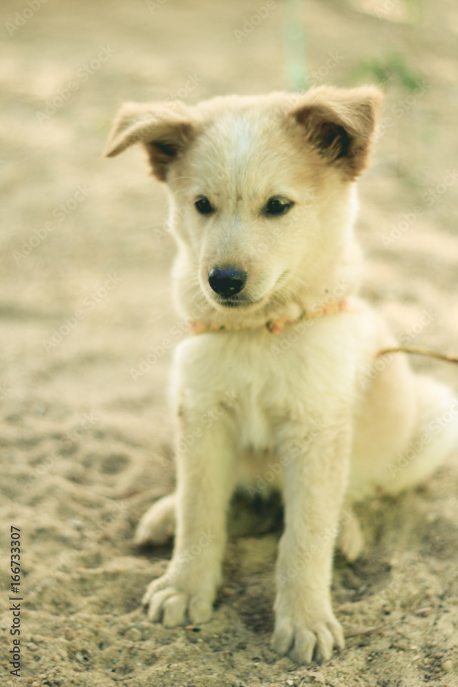Obraz premium cachorro