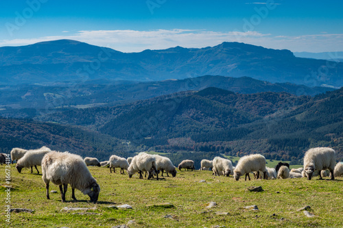 Sheeps pasturing in the mountains