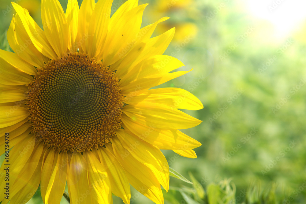 Single sunflower and sun illuminating it from behind Single sunflower and sun illuminating it from behind