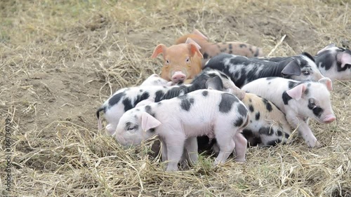 Cute piglets cuddle in field, close up