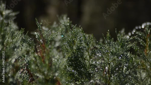 Evergreen saplings get sprayed with sprinkler