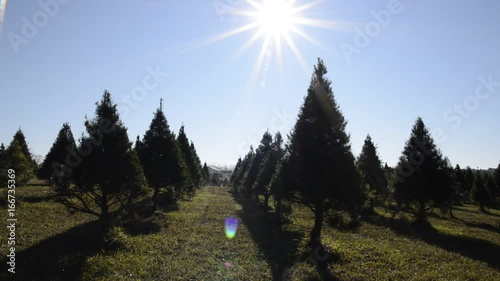 Evergreen tree farm, wide