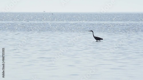 Egret takes off in flight from water