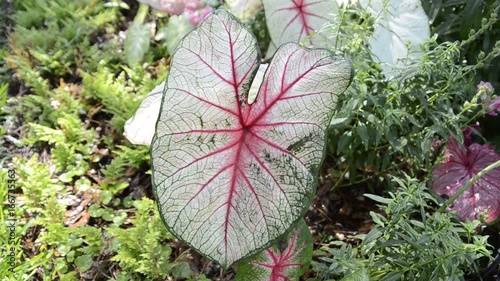 Close up, fancy leaved caladium in garden