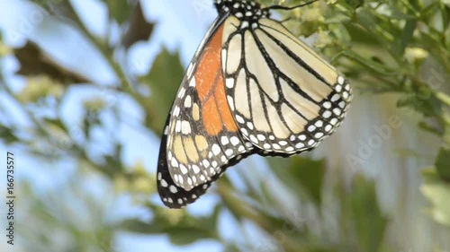 Monarch butterflies on tropical tree, extreme close up