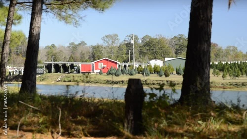 Evergreen tree farm across river, long shot