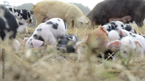 Close up, piglets in field on overcast day