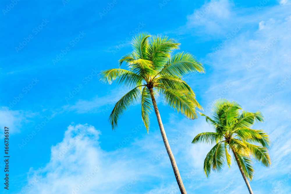 Palm trees with branches of coconut on the background of bright cloudless blue sky Palm trees with branches of coconut on the background of bright cloudless blue sky