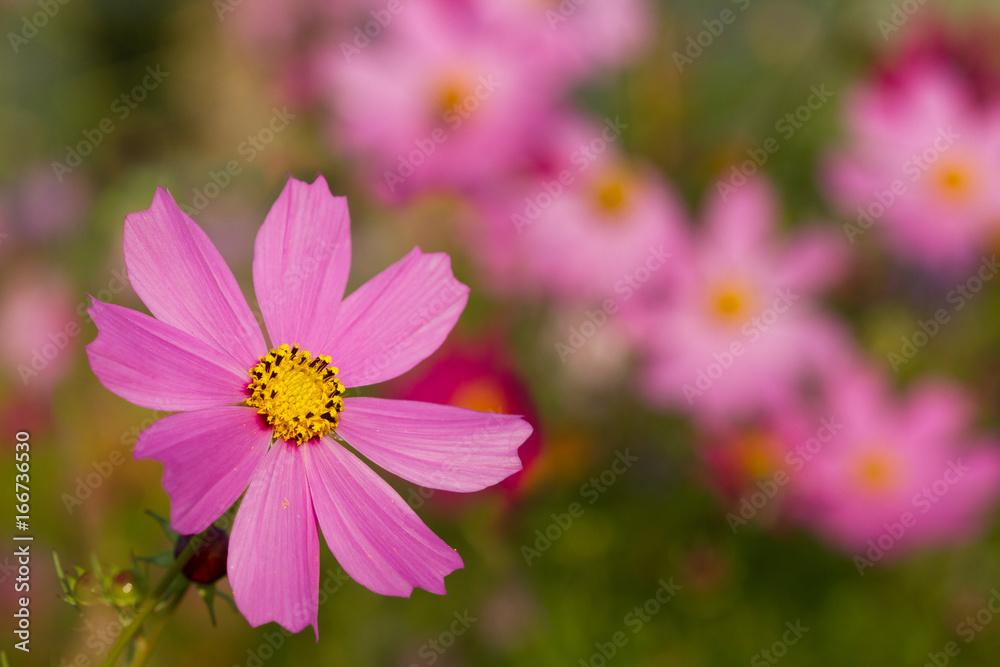 Big pink flowers Cosmos bipinnatus from the family Asteraceae Big pink flowers Cosmos bipinnatus from the family Asteraceae