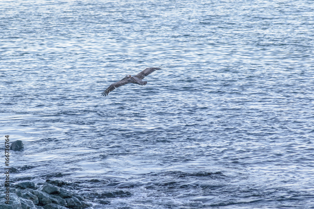 Fototapeta premium Bird Flying Over Ocean, Galapagos, Ecuador