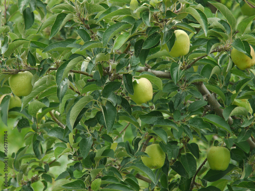 リンゴ果樹園