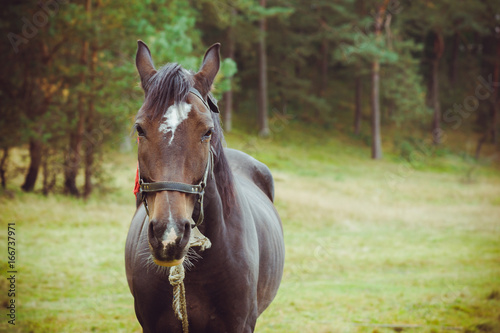 Horse in the forest © alipko