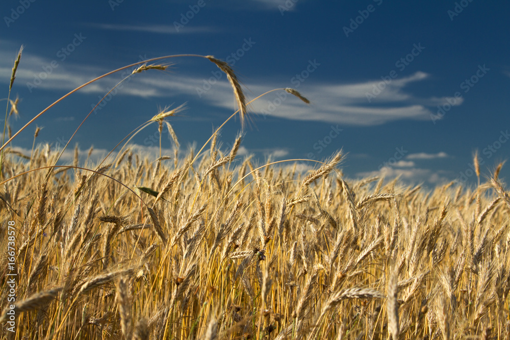 Obraz premium The corn field and the white clouds over the blue sky slowly flow over it