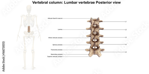 Fotografia Skeleton_Lumbar Spine_Posterior