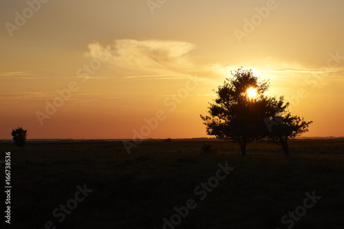 Fototapeta Naklejka Na Ścianę i Meble -  sunset over the heather area at Kongenshus near Viborg in Denmark