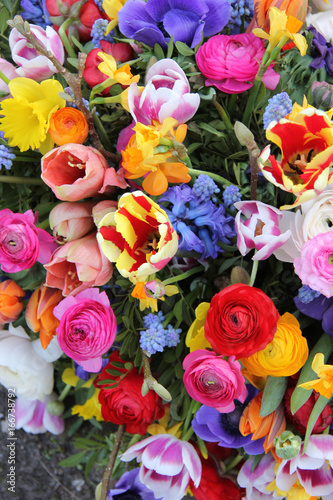 Colorful spring flowers