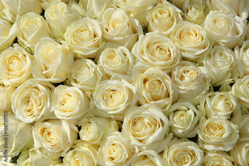 Group of white roses in floral wedding decorations