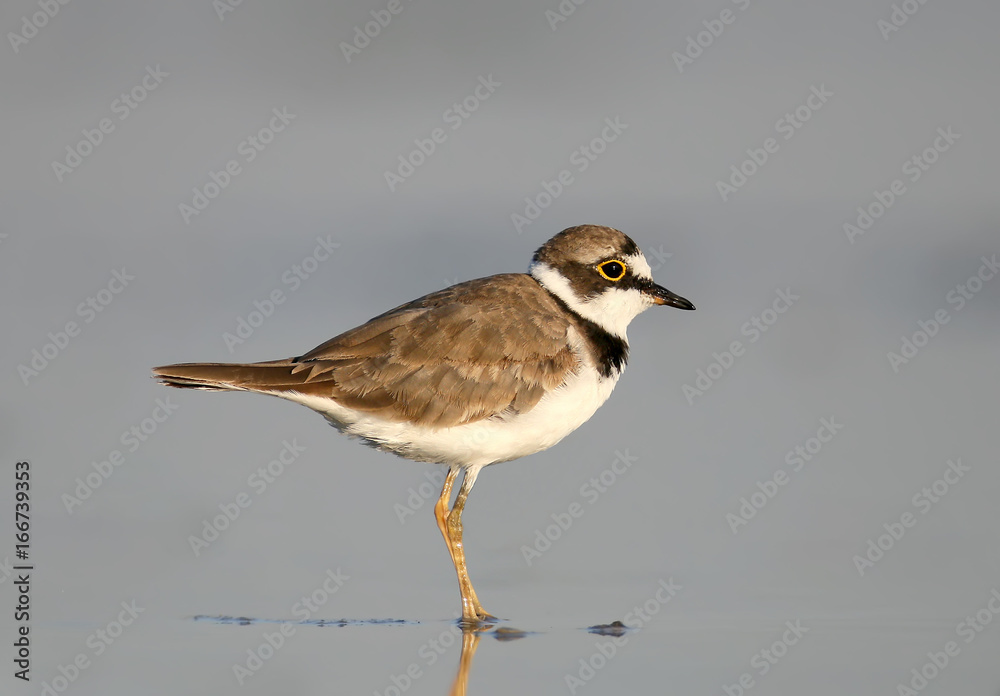 Ringed plover in soft sunrise morning light.