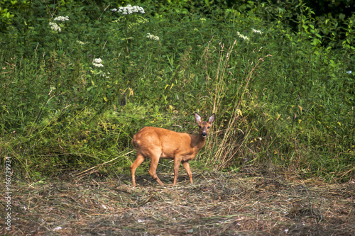 Deer