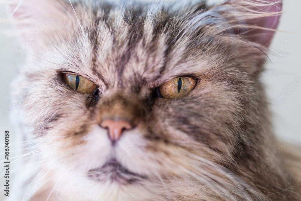 Katzenportrait einer Perserkatze Katzenportrait einer Perserkatze