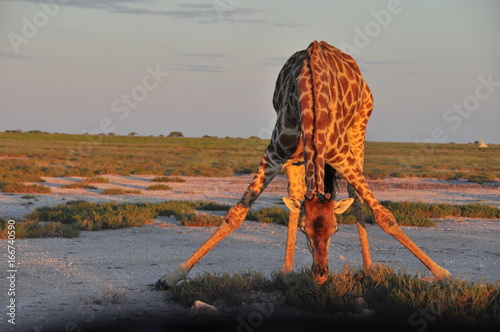 Photography détente de la girafe