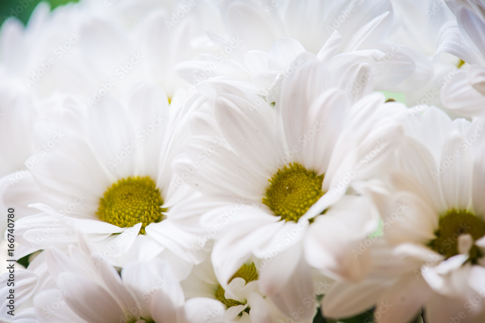 Obraz premium chamomile flowers