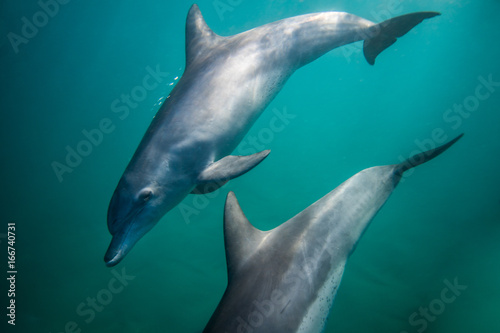 Bottle nosed dolphin underwater.