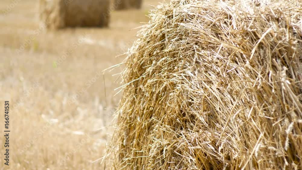 Grain crop, harvesting. Hayctacks on the field Grain crop, harvesting. Hayctacks on the field