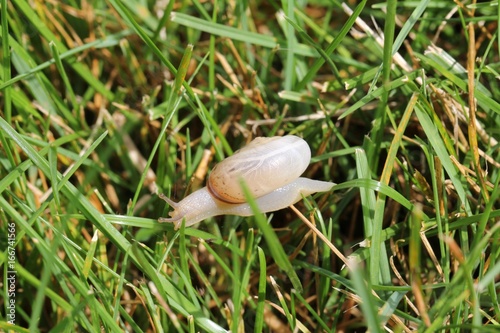 Makroaufnahme: eine filigrane helle Schnecke im Gras