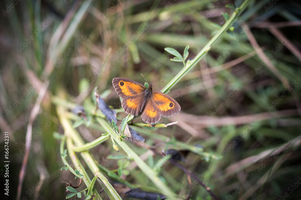 rot-orangener Schmetterling im grünen Gras rot-orangener Schmetterling im grünen Gras