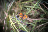 rot-orangener Schmetterling im grünen Gras