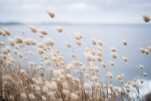 Gras vor Meer an einem bedeckten Tag photo