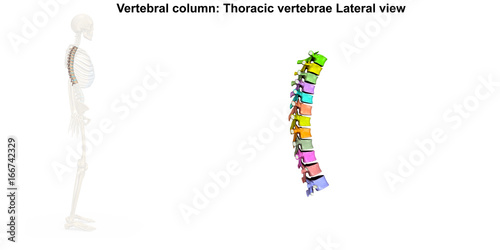 Skeleton_Thoracic Spine_Lateral