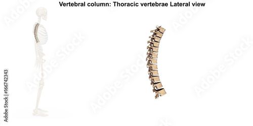 Skeleton_Thoracic Spine_Lateral photo