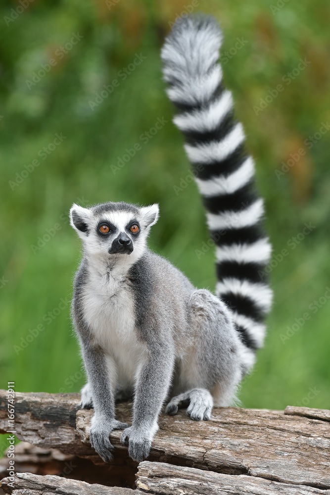 Naklejka premium Lemur katta