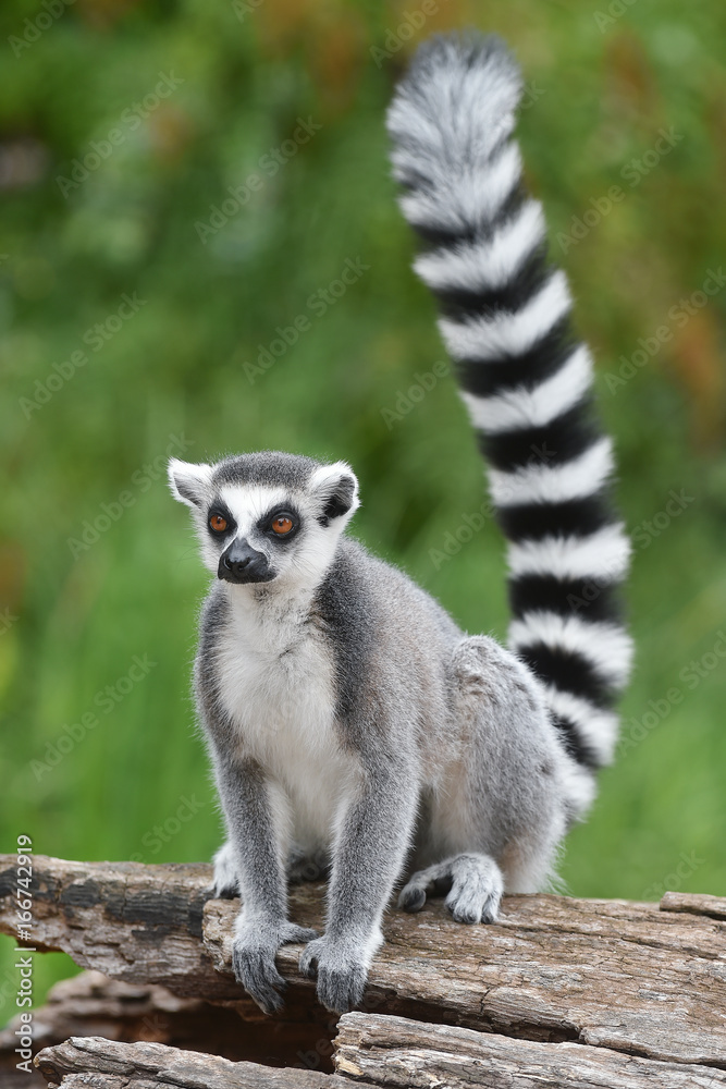 Fototapeta premium Lemur katta