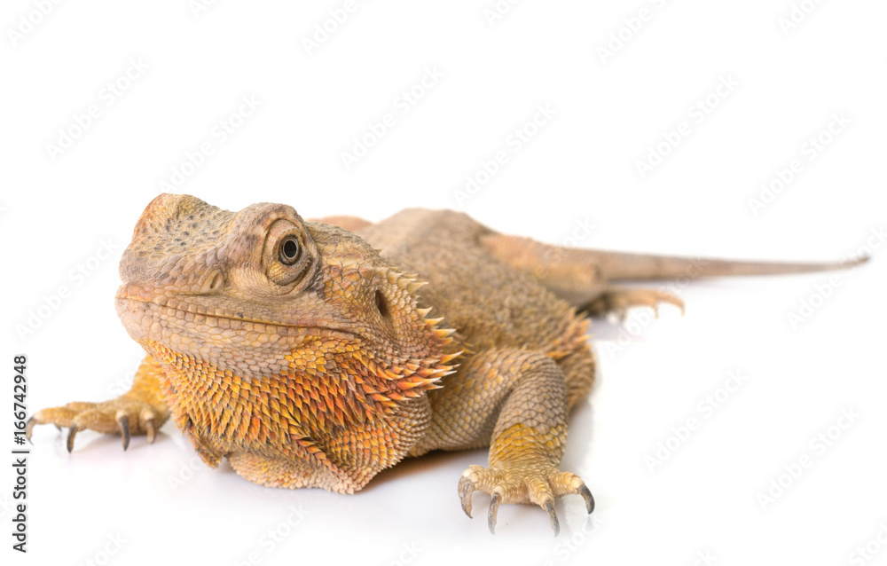 Obraz premium Central bearded dragon