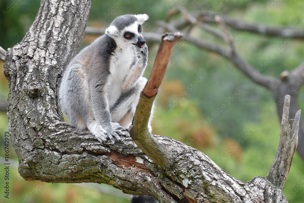 Obraz premium Ring-tailed lemur